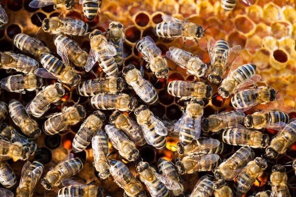 Makro strzał pszczoły ROI na plaster miodu — Zdjęcie stockowe