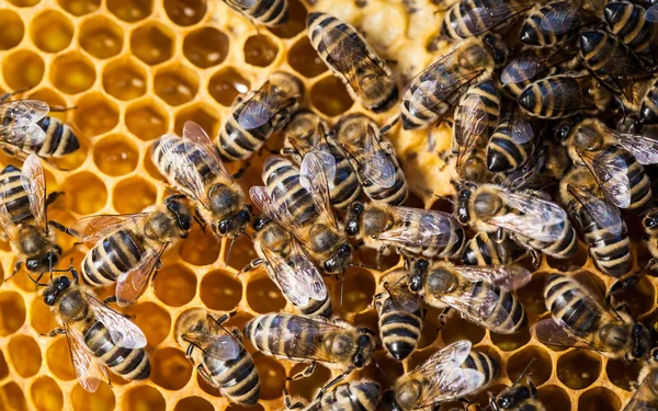 Μακροεντολή πυροβολισμό των μελισσών σμήνη σε μια κηρήθρα — Φωτογραφία Αρχείου
