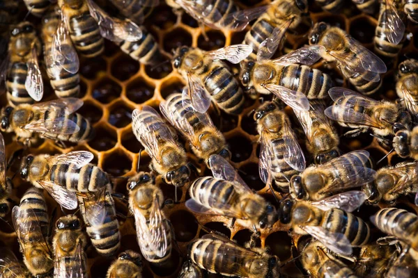 蜜蜂在蜂窝上蜂拥而至的微距照片 — 图库照片