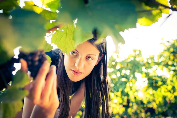 Trauben in einem Weinberg, die von einer Winzerin kontrolliert werden — Stockfoto