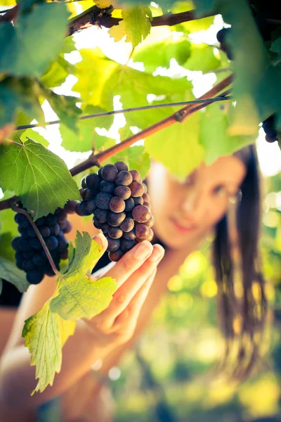 Grapes in a vineyard being checked by a female vintner — Stock Photo, Image
