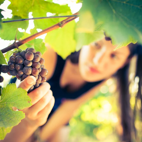 女性の醸造業者によってチェックされているブドウ園のブドウ — ストック写真