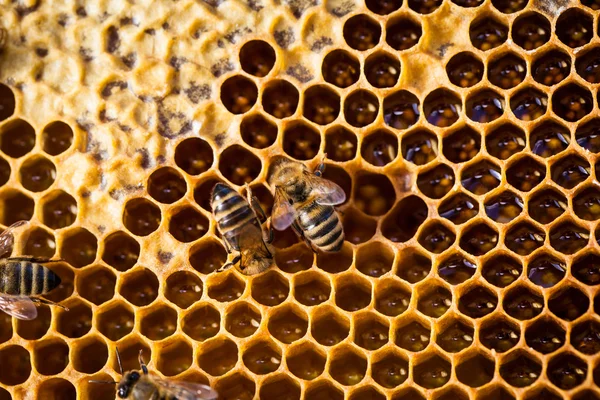 Macro disparo de abejas pululando en un panal —  Fotos de Stock