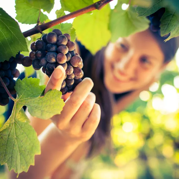 Szőlő szőlő lét kockás mellett egy női borkereskedő — Stock Fotó