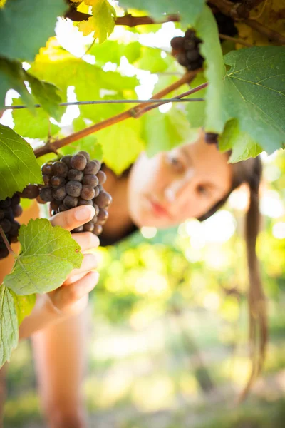 女性の醸造業者によってチェックされているブドウ園のブドウ — ストック写真