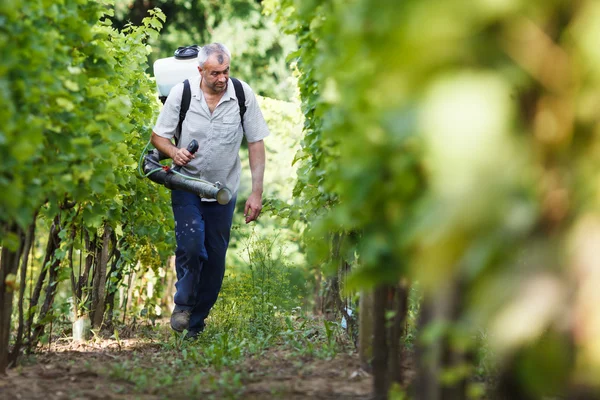 Vintner berjalan di kebun anggurnya menyemprotkan bahan kimia pada tanaman anggurnya — Stok Foto