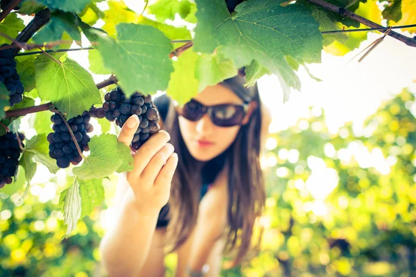 Trauben in einem Weinberg, die von einer Winzerin kontrolliert werden — Stockfoto