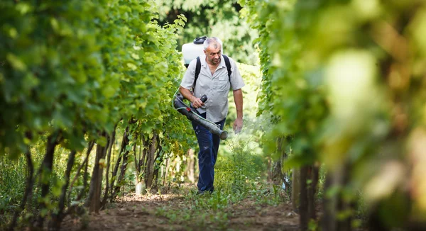 Wijnboer wandelen in zijn wijngaard sproeien chemicaliën op zijn wijnstokken — Stockfoto