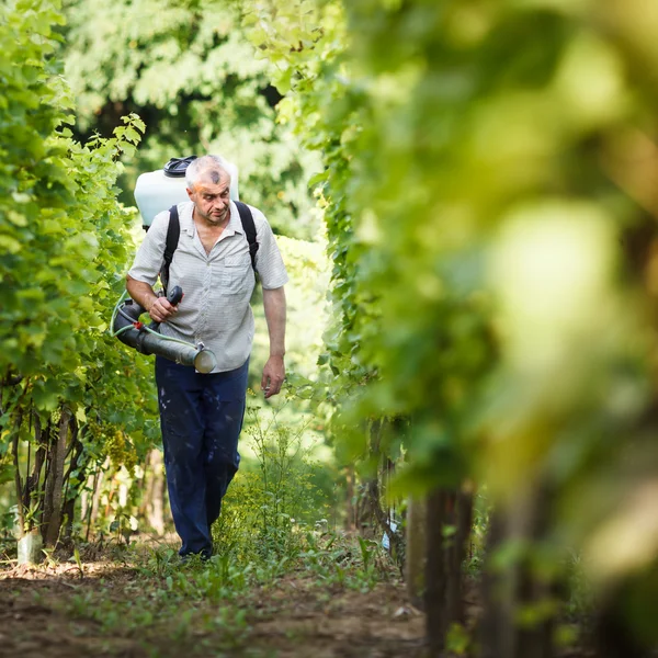 醸造業者は彼のブドウの化学物質を散布彼のブドウ畑を歩いて — ストック写真