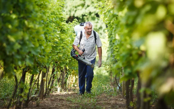 Şarap tüccarı onun üzüm kimyasal püskürtme onun bağ içinde yürüyüş — Stok fotoğraf