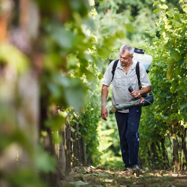 Винтнер ходит по винограднику, распыляя химикаты на виноградники. — стоковое фото