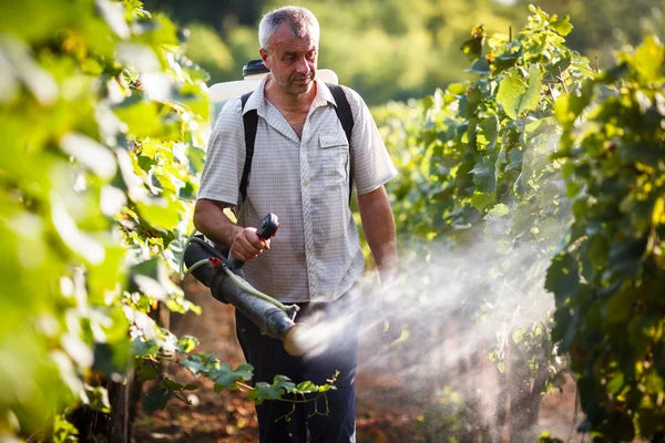 Винороб прогулянки у свій виноградник обприскування хімічних речовин на його лози — стокове фото