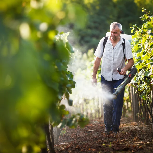 Vintner marche dans sa vigne en pulvérisant des produits chimiques sur ses vignes — Photo
