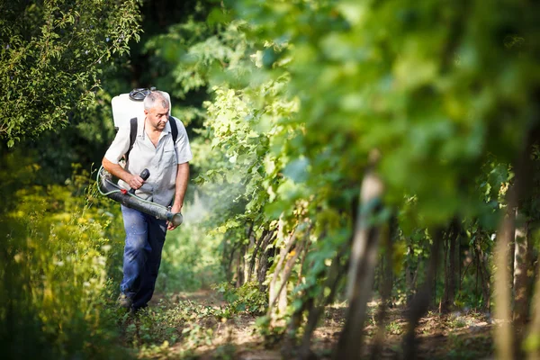 Vintner caminando en su viñedo rociando productos químicos en sus vides — Foto de Stock