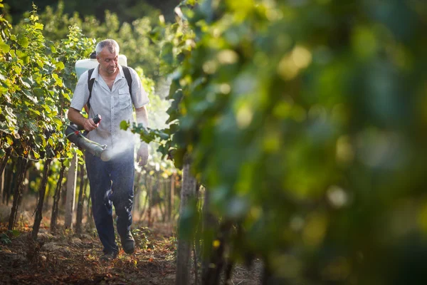 Vintner walking in his vineyard spraying chemicals on his vines — Stock Photo, Image