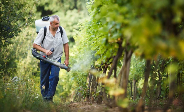 Winiarza, idąc w jego winnicy oprysków chemicznych na jego winorośli — Zdjęcie stockowe