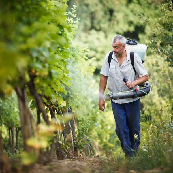 Wijnboer wandelen in zijn wijngaard sproeien chemicaliën op zijn wijnstokken — Stockfoto