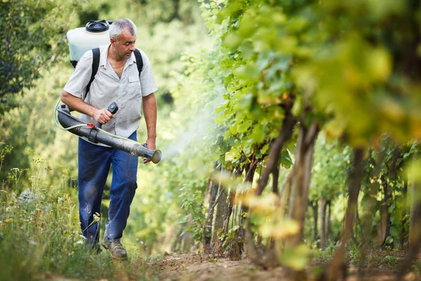 Vintner andando em sua vinha pulverizando produtos químicos em suas vinhas — Fotografia de Stock