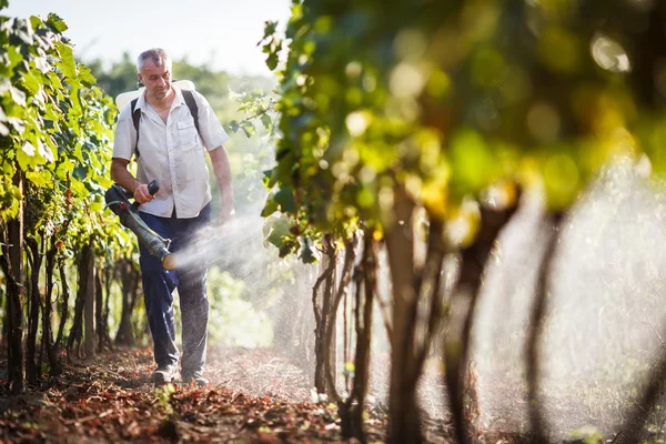 醸造業者は彼のブドウの化学物質を散布彼のブドウ畑を歩いて — ストック写真