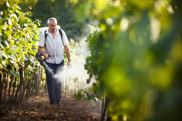 Vintner promenader i hans vingård sprutning kemikalier på hans vinstockar — Stockfoto