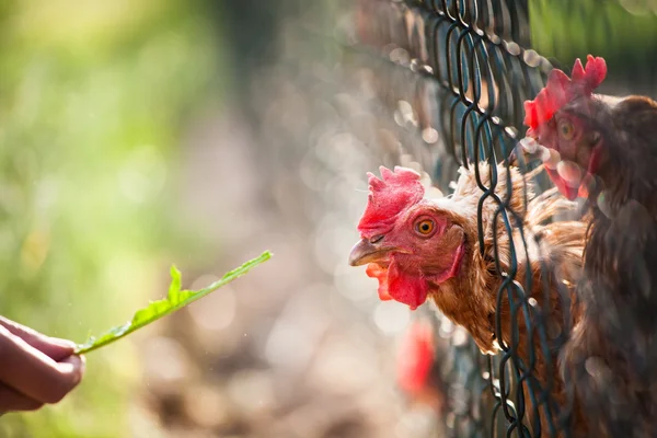 Hen in a farmyard — Stock Photo, Image