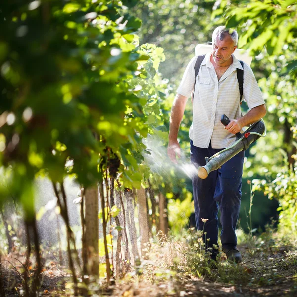 Vintner berjalan di kebun anggurnya menyemprotkan bahan kimia pada tanaman anggurnya — Stok Foto