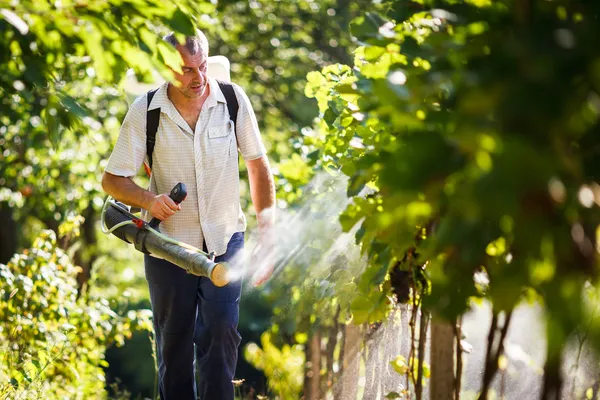 Winzer spaziert in seinem Weinberg und sprüht Chemikalien auf seine Reben — Stockfoto