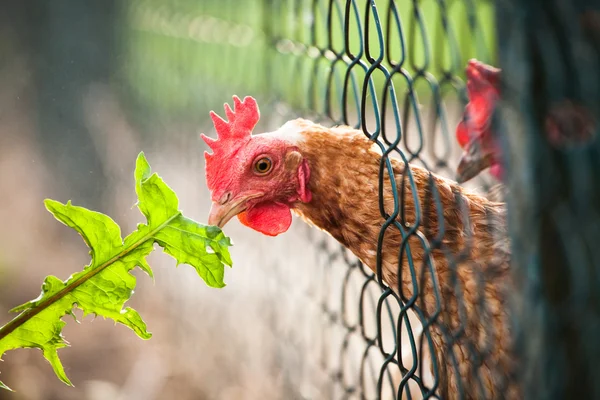 Bir çiftlik içinde tavuk — Stok fotoğraf