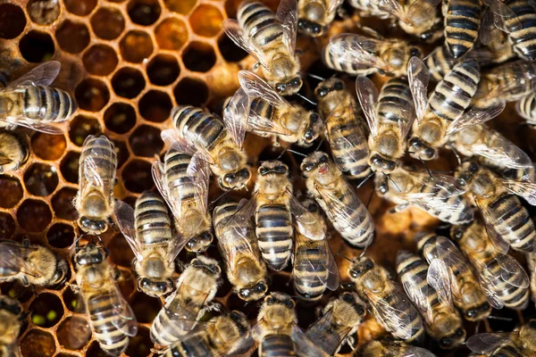 Makro snímek včely na cedník Stock Obrázky
