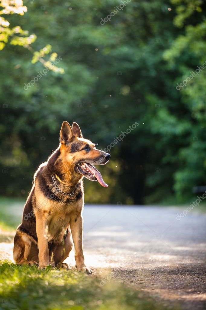 beautiful german shepherd dog (alsatian) outdoors, in warm eveni