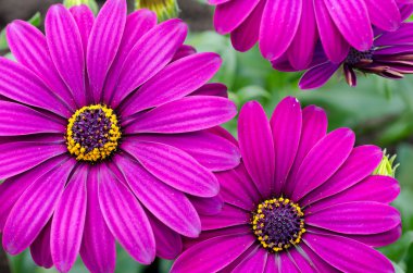 mor papatya çiçekleri, osteospermum