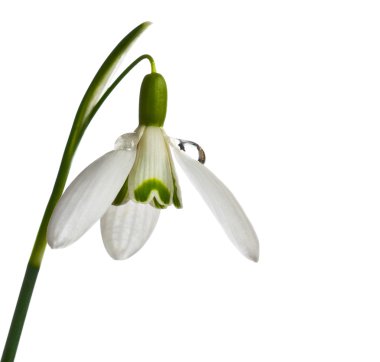 Snow drop flower, Galanthus. clipart