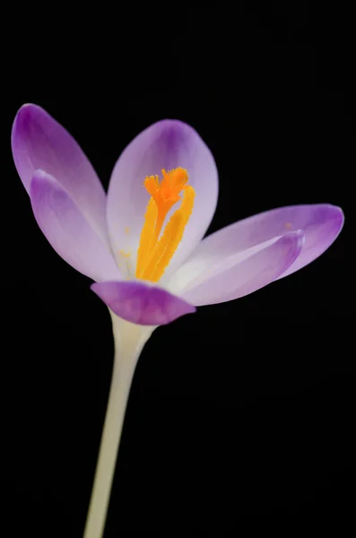 Μωβ κρόκου άνοιξη λουλούδι — Φωτογραφία Αρχείου