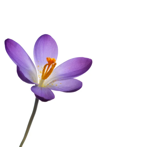 Фіолетова весняна квітка — стокове фото