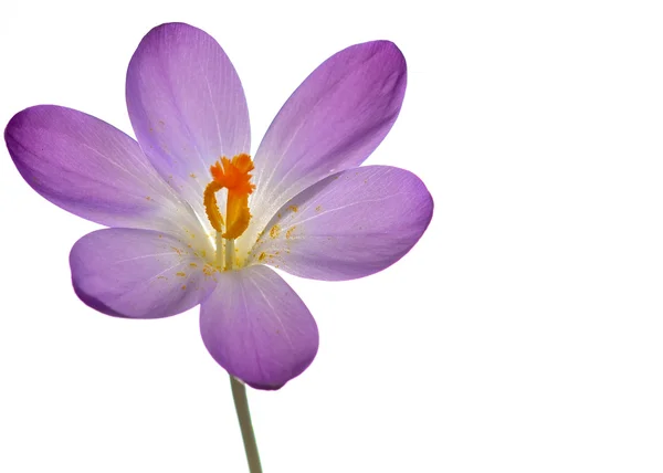 Paarse crocus voorjaar bloem — Stockfoto