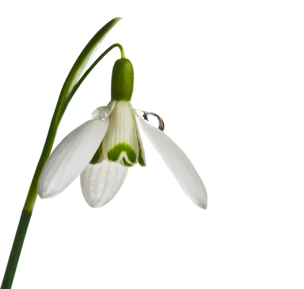 Flor de gota de nieve, Galanthus . — Foto de Stock