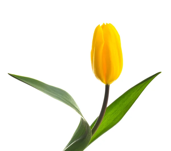 Single tulip flower isolated on white — Stock Photo, Image