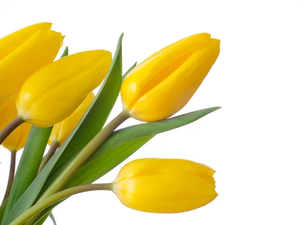 Жовті квіти тюльпанів ізольовані на білому — стокове фото