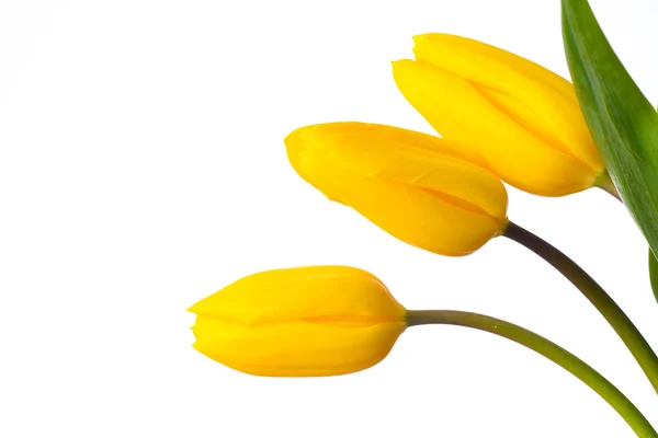Three yellow tulip flowers isolated on white — Stock Photo, Image