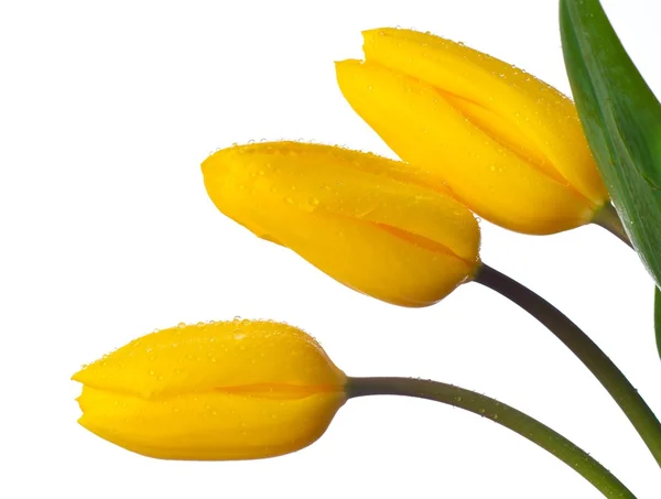 Τρεις κίτρινο λουλούδια τουλίπα απομονωθεί σε λευκό — Φωτογραφία Αρχείου