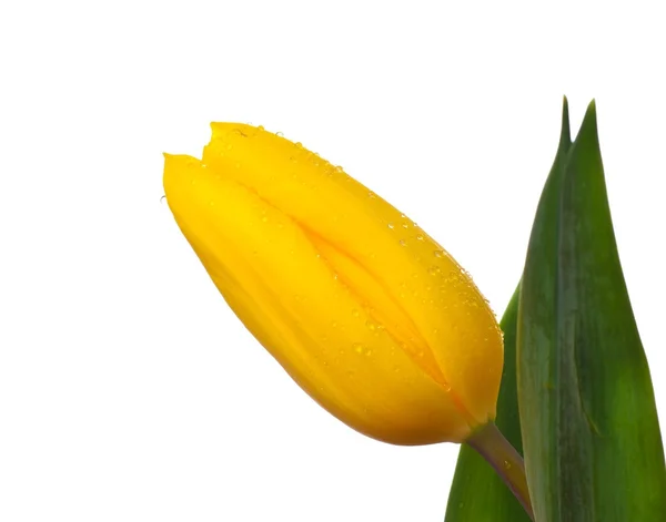 Tulipan pojedynczy kwiat na białym tle — Zdjęcie stockowe