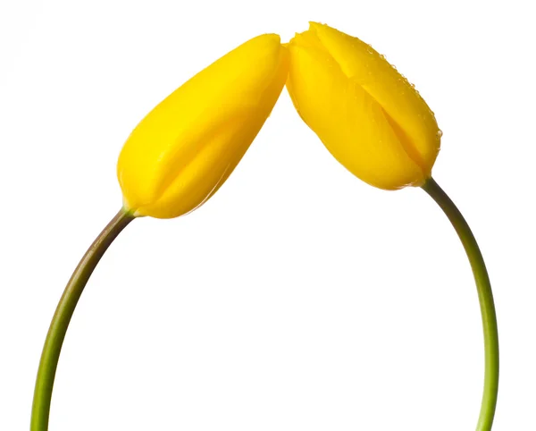 Két sárga tulipán virág elszigetelt fehér — Stock Fotó
