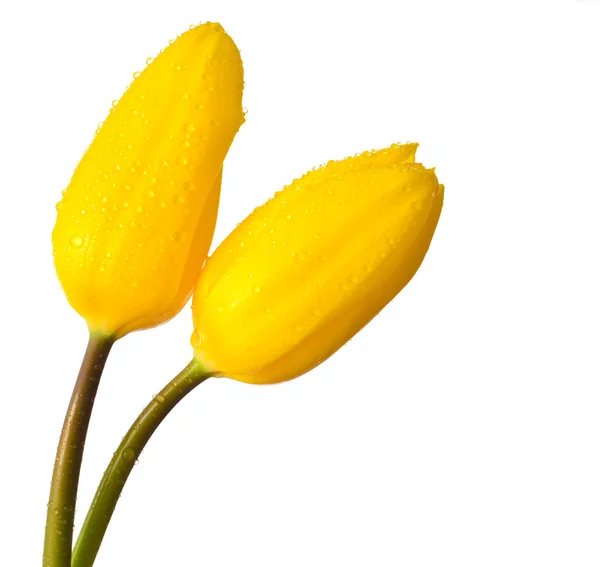 Δύο κίτρινο λουλούδια τουλίπα απομονωθεί σε λευκό — Φωτογραφία Αρχείου