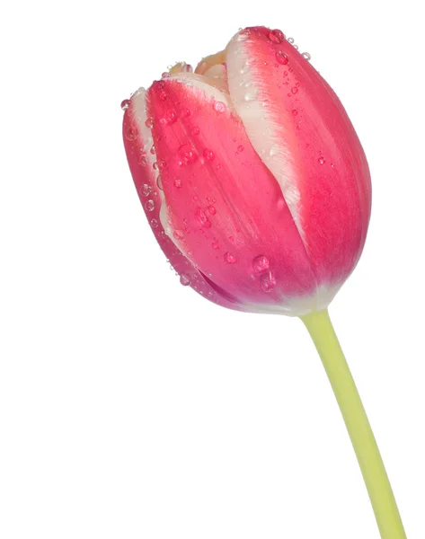 Bunga tulip segar tunggal — Stok Foto