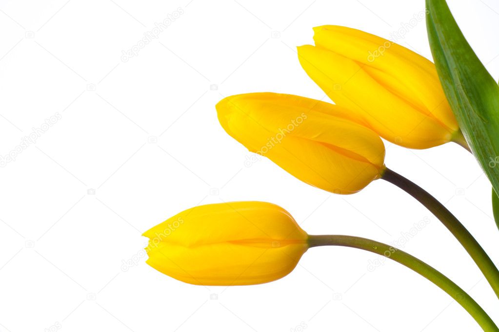 Three yellow tulip flowers isolated on white
