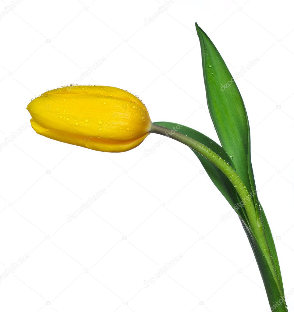 Single tulip flower isolated on white