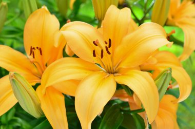 Yellow lily flowers, Lilium clipart