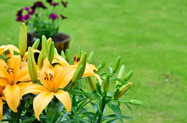 Flores de lírio amarelo, Lilium — Fotografia de Stock