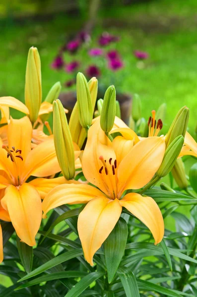 Flores de lírio amarelo, Lilium — Fotografia de Stock