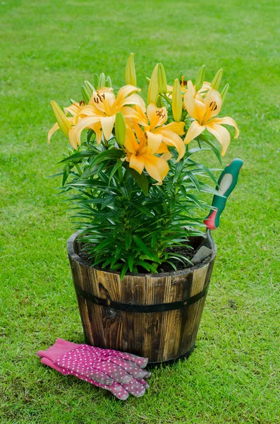 Yellow lily flowers, Lilium — Stock Photo, Image